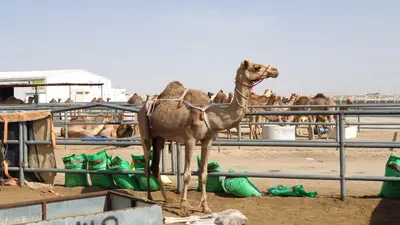 فنادق آش شهانيا